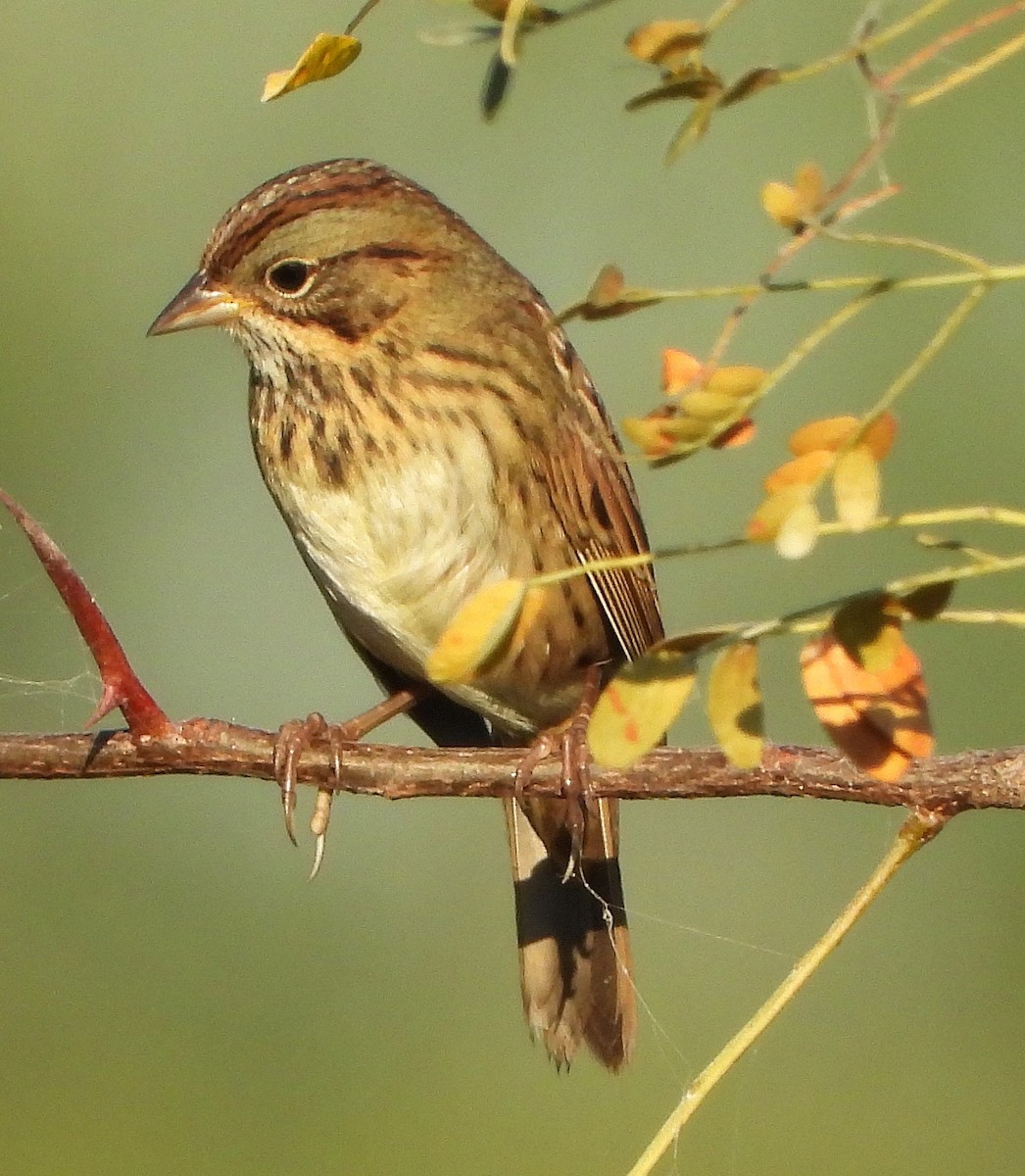 passerellidé sp. - ML642918952