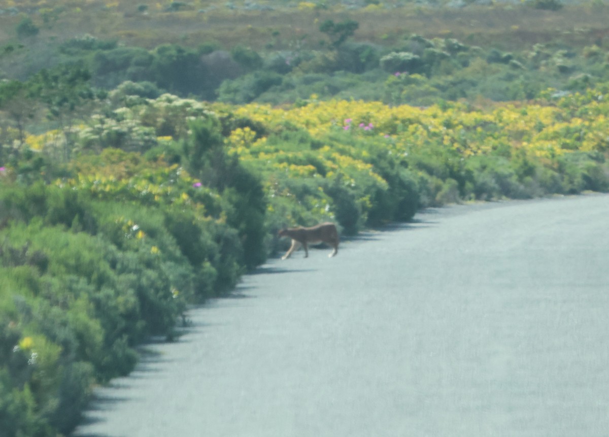 Mammals - ML642918953