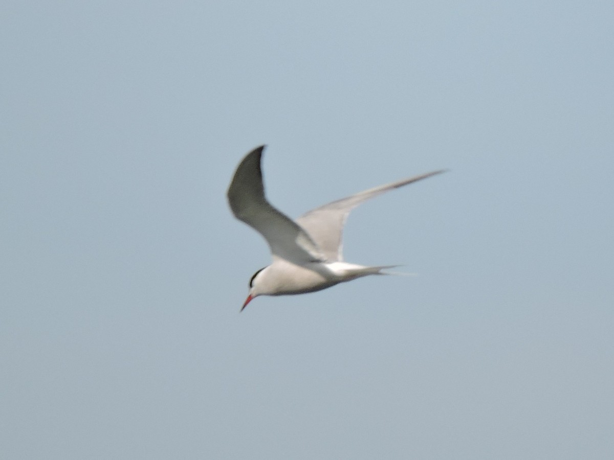 Common Tern - ML642918981