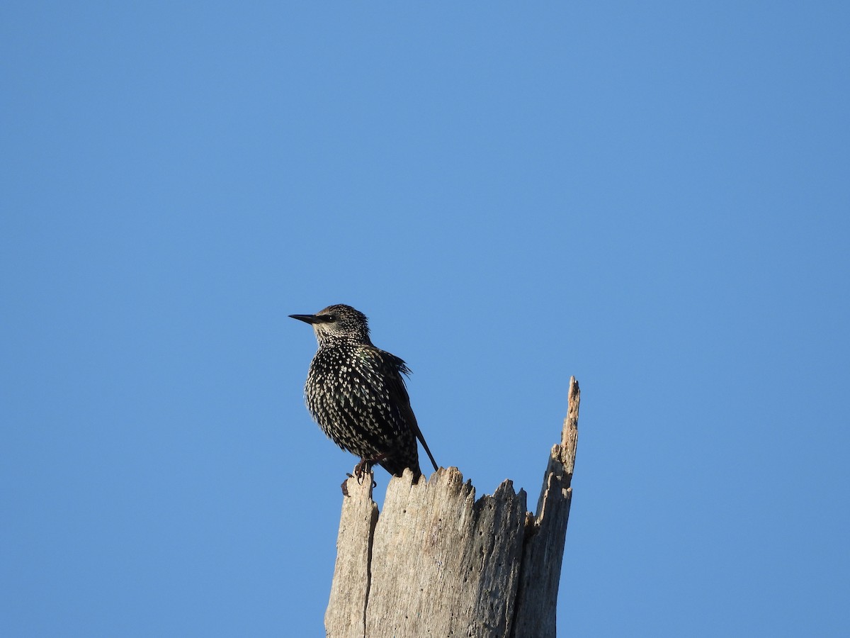 Sığırcık - ML642918982