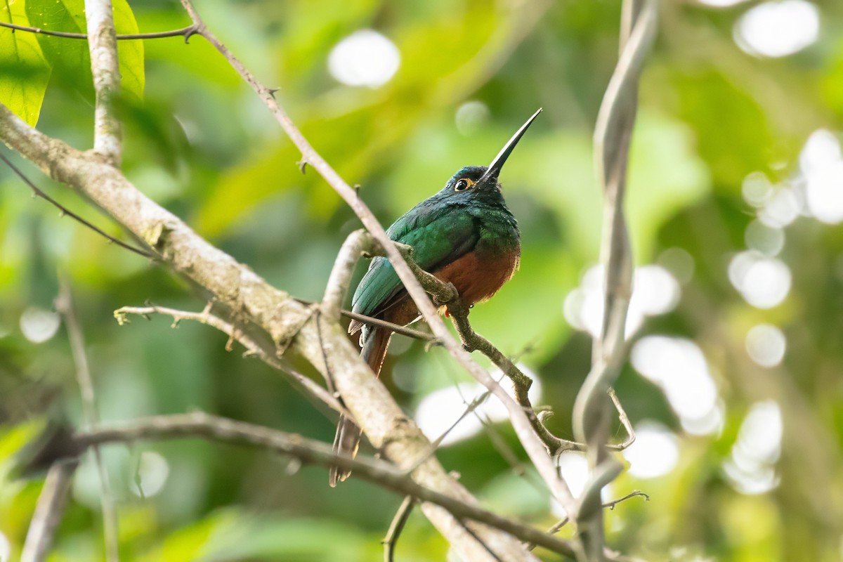 Coppery-chested Jacamar - ML642918987