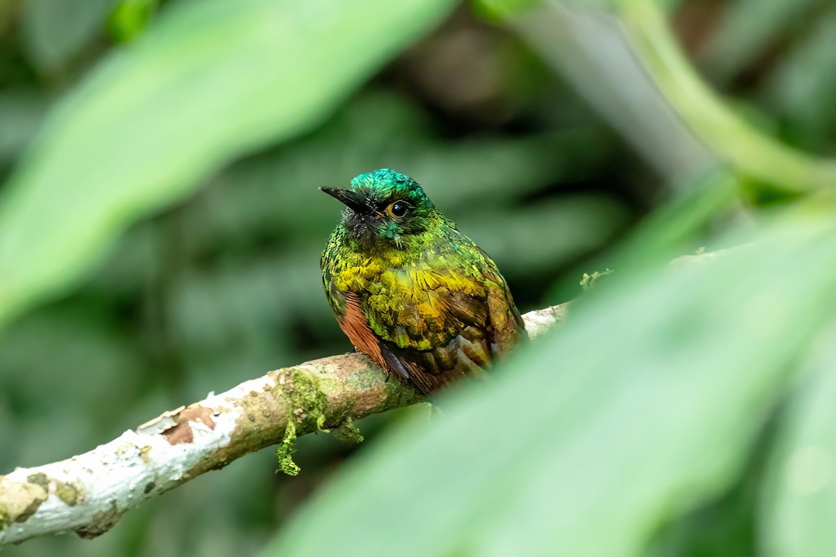 Coppery-chested Jacamar - ML642918988