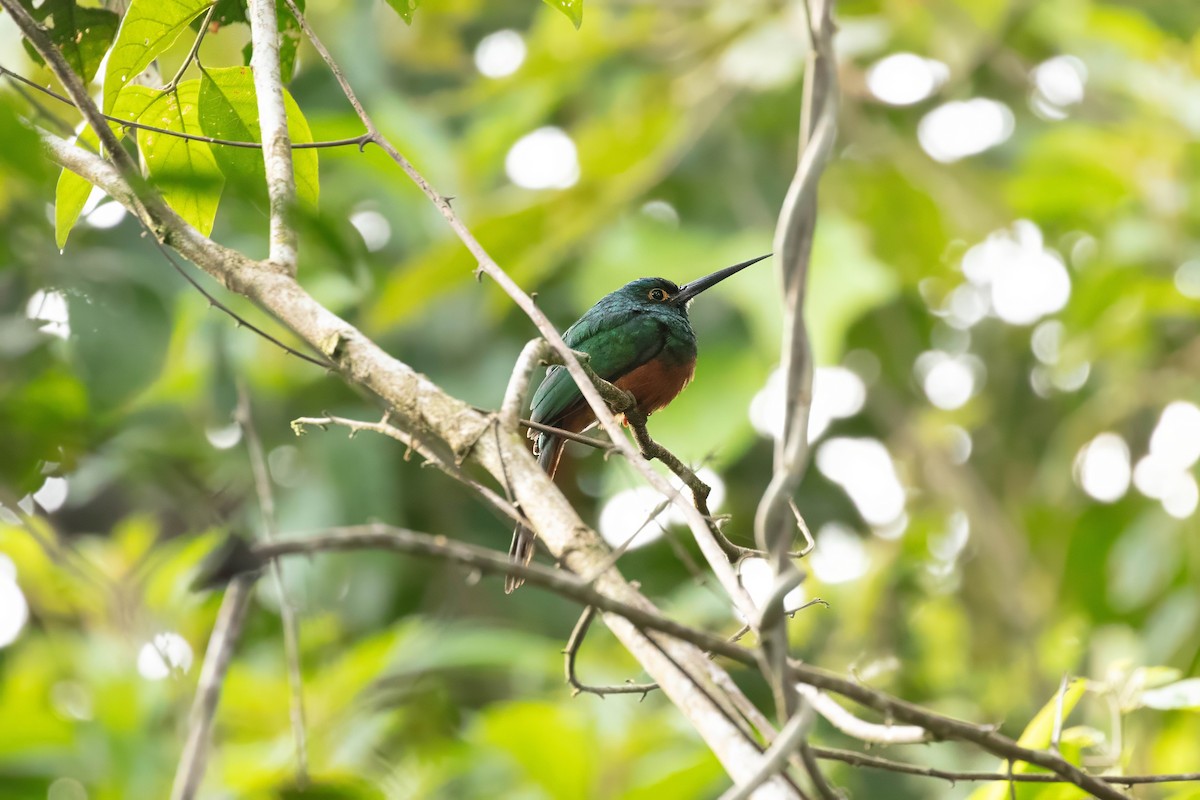 Coppery-chested Jacamar - ML642918989