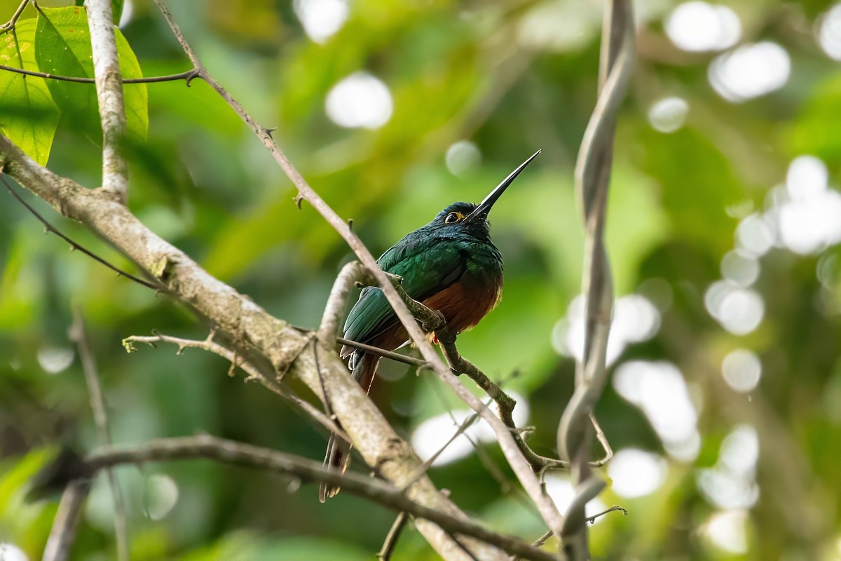 Coppery-chested Jacamar - ML642918994