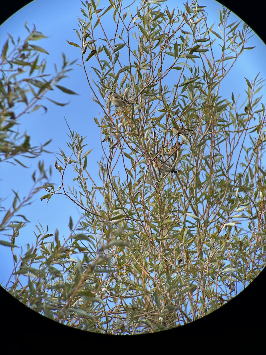 European Goldfinch - ML642919024