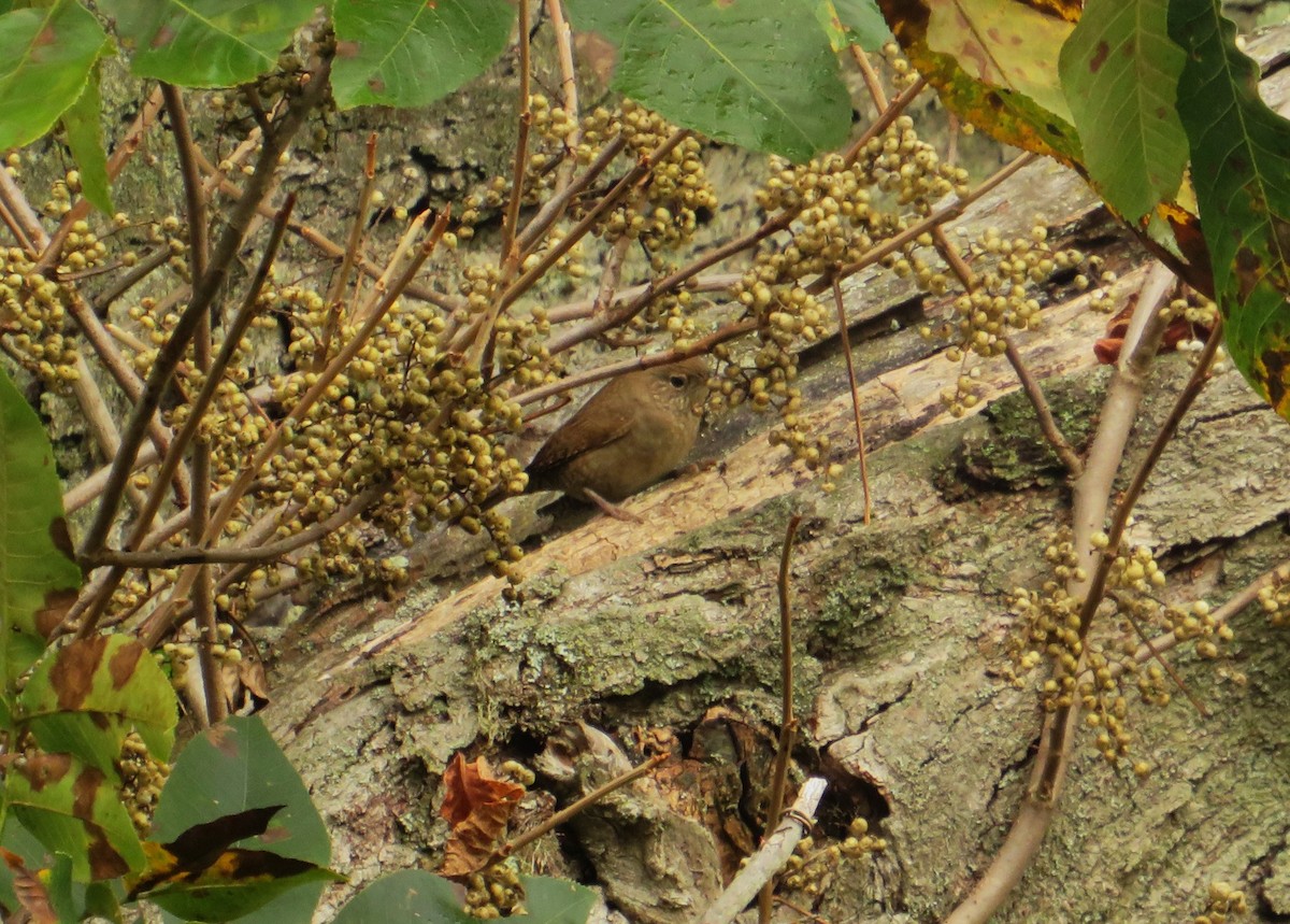 Northern House Wren - ML642919030