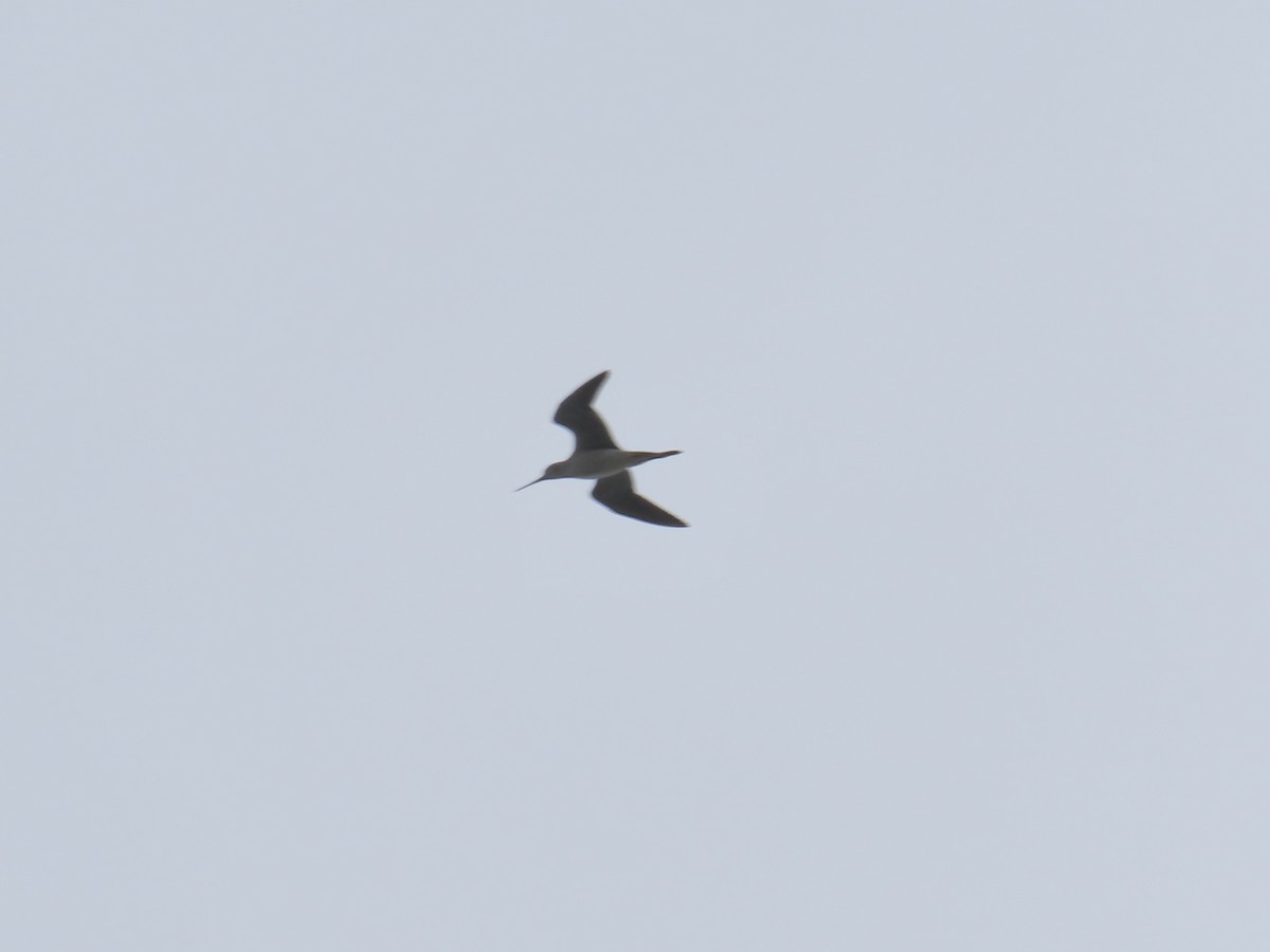 plystresnipe - ML642919031