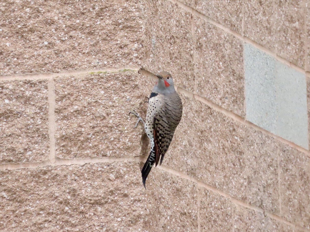 Northern Flicker - ML642919042