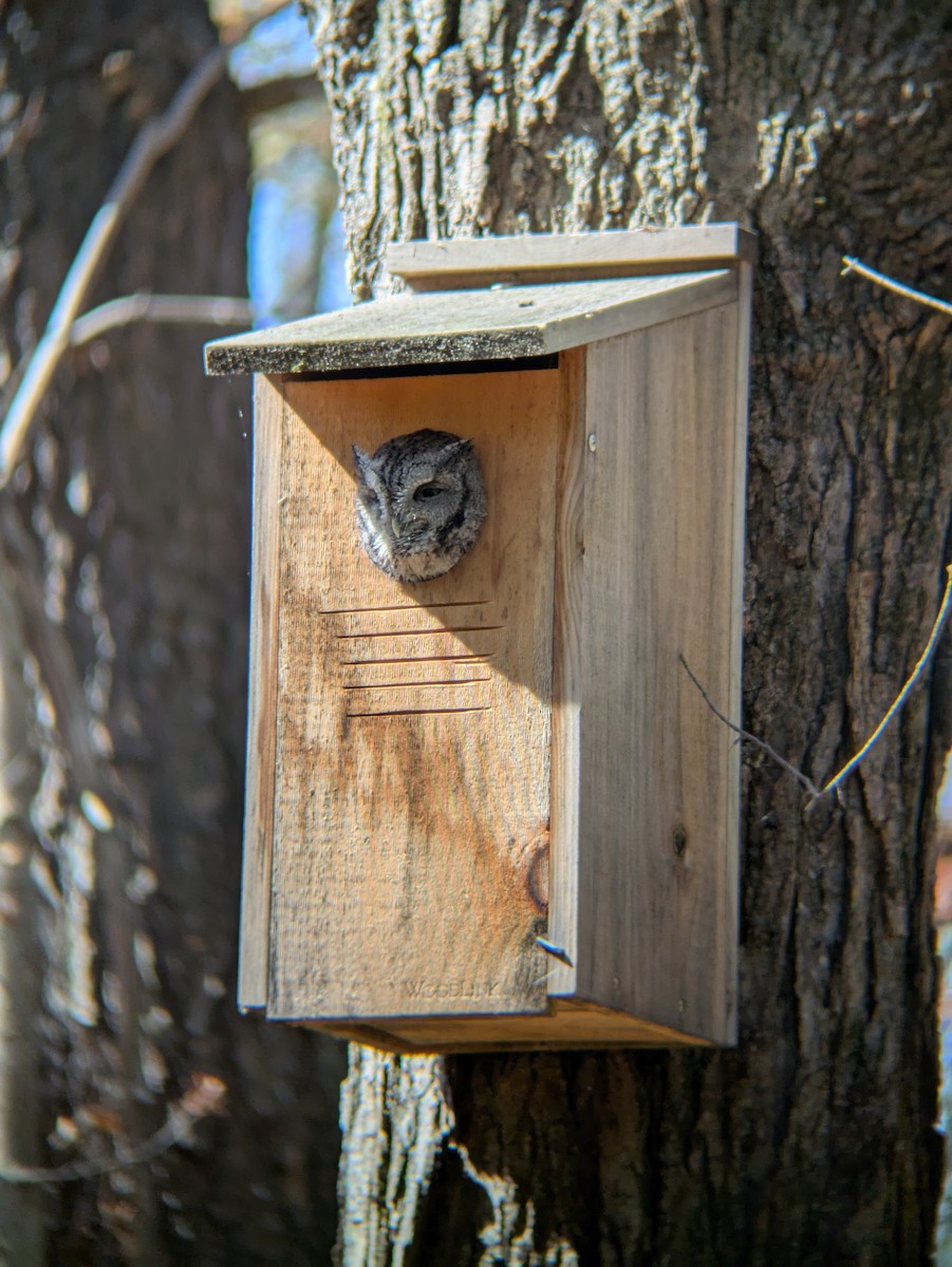 Eastern Screech-Owl - ML642919046