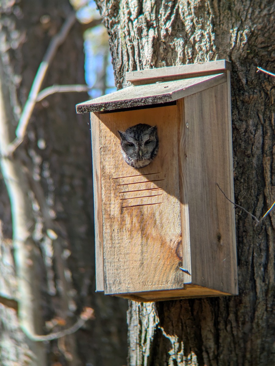 Eastern Screech-Owl - ML642919047