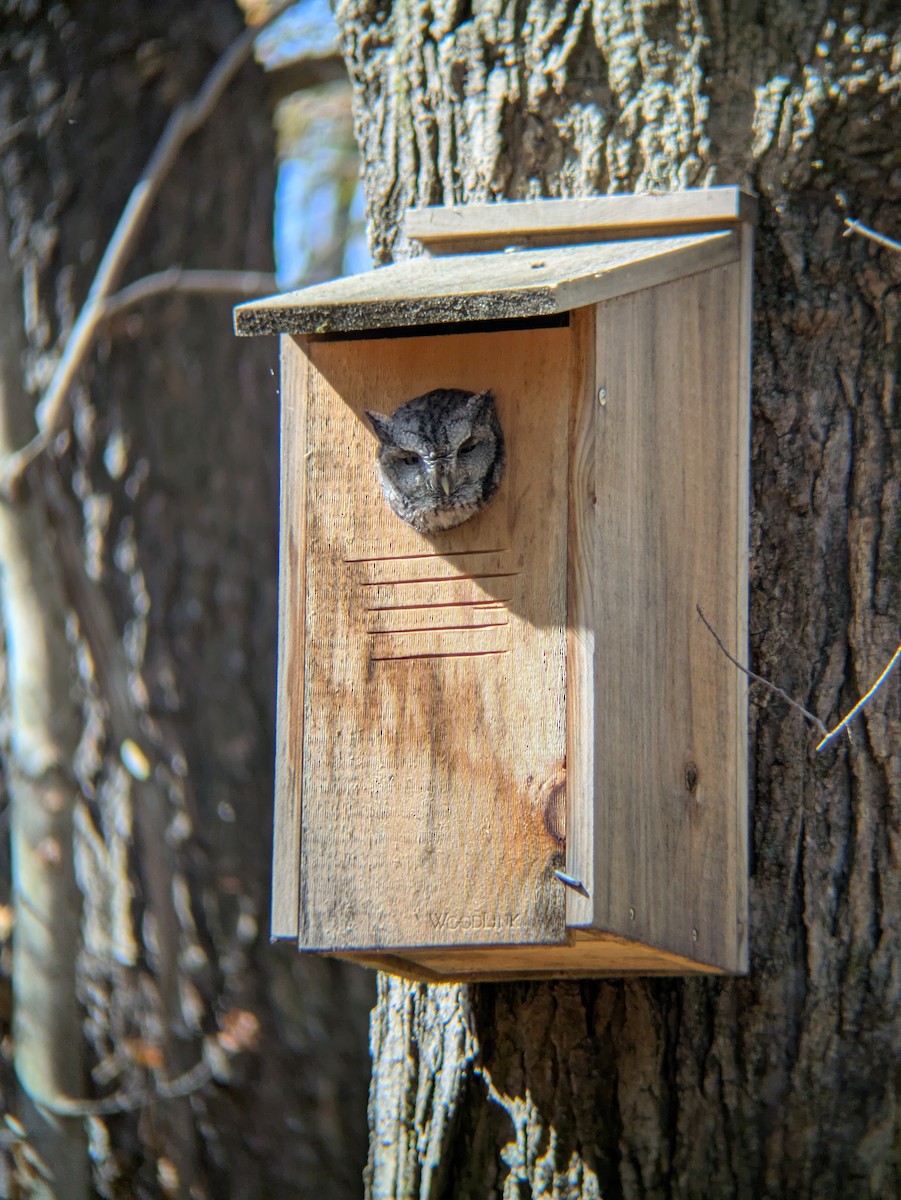 Eastern Screech-Owl - ML642919048