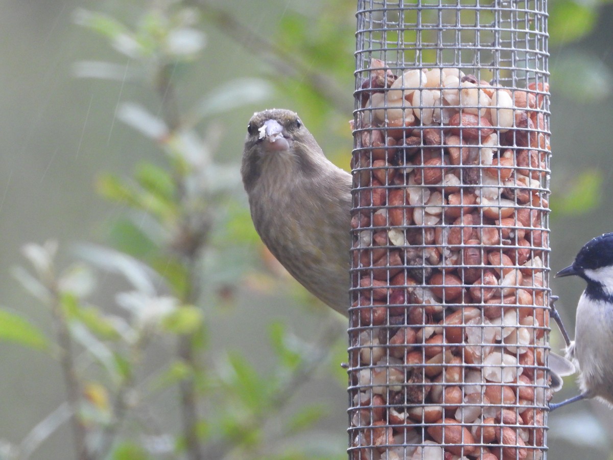 European Greenfinch - ML642919062