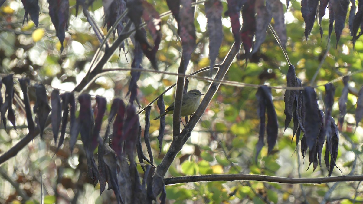 Palm Warbler - ML642919067