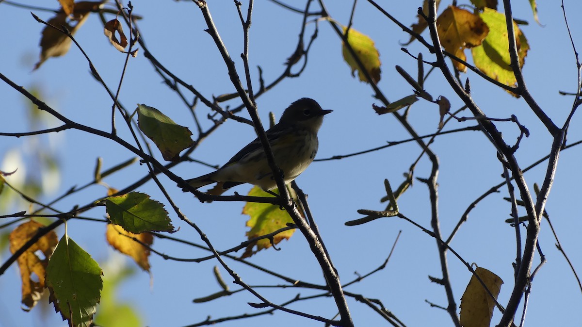 Yellow-rumped Warbler - ML642919073