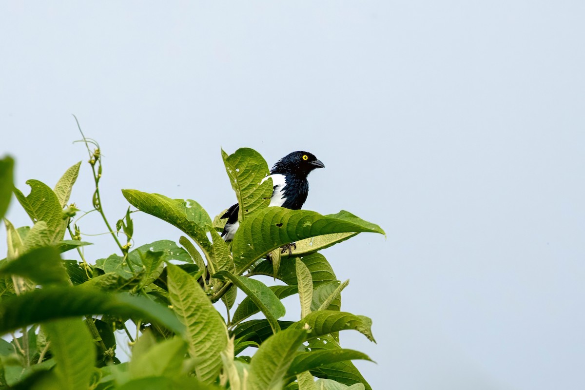 Magpie Tanager - ML642919077