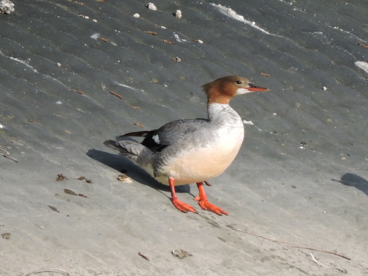 Common Merganser - ML642919078