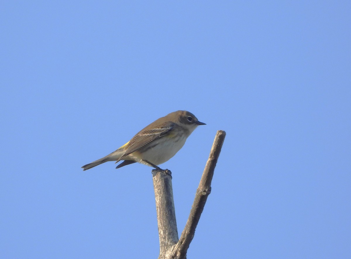 Taçlı Ötleğen - ML642919084