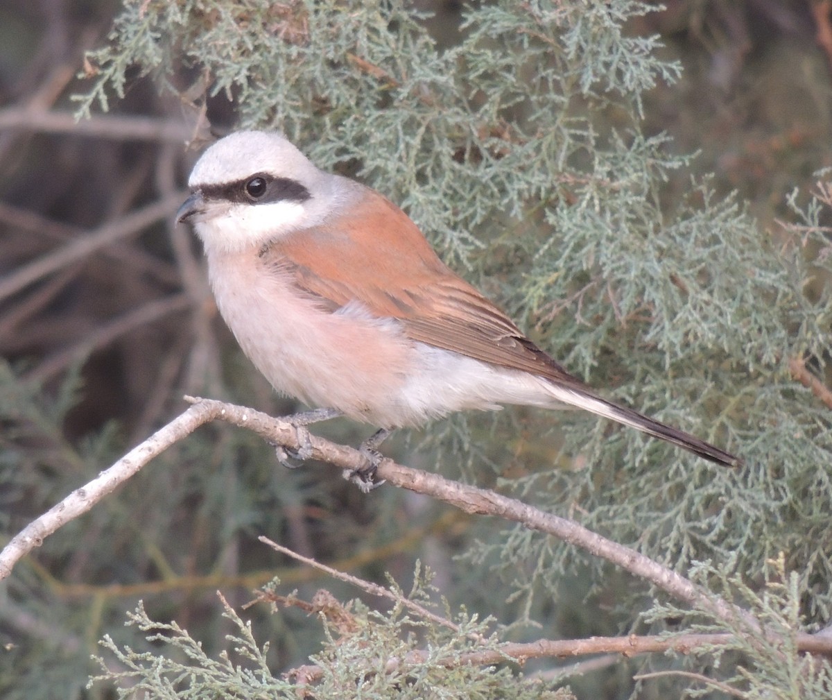 Red-backed Shrike - ML642919086