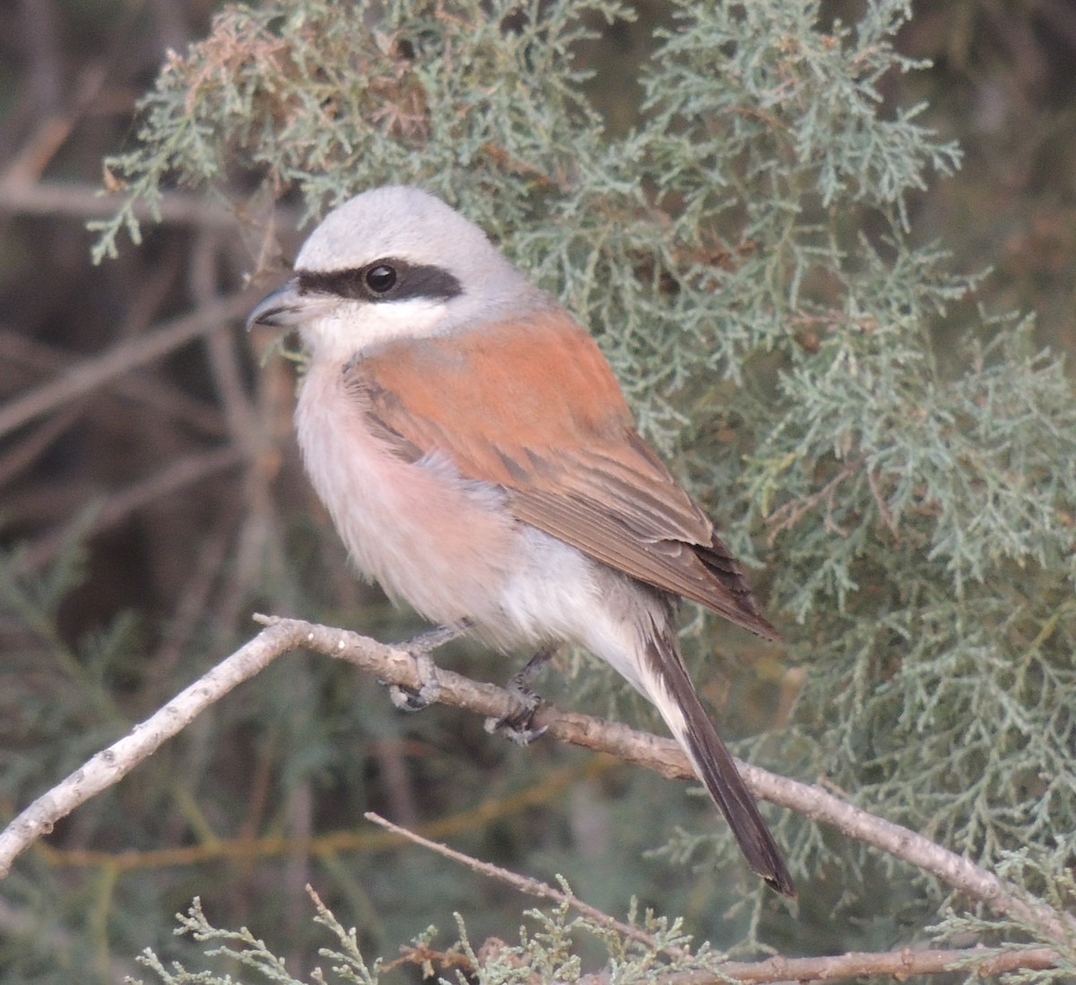 Red-backed Shrike - ML642919087