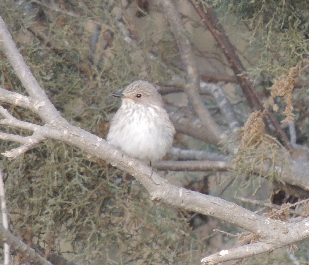 Spotted Flycatcher - ML642919099