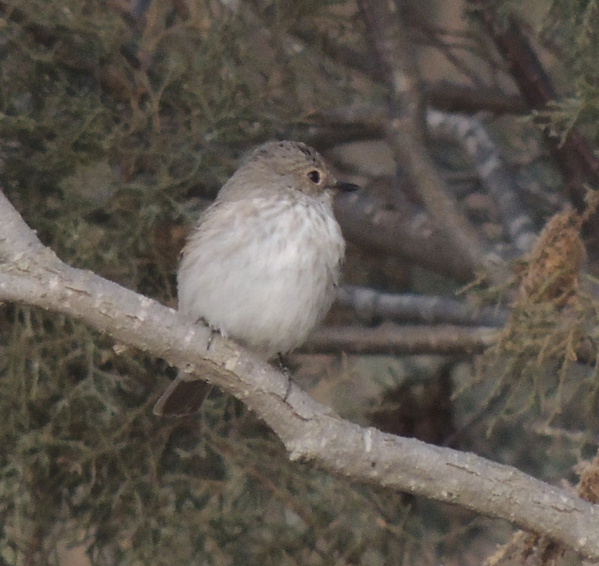 Spotted Flycatcher - ML642919100