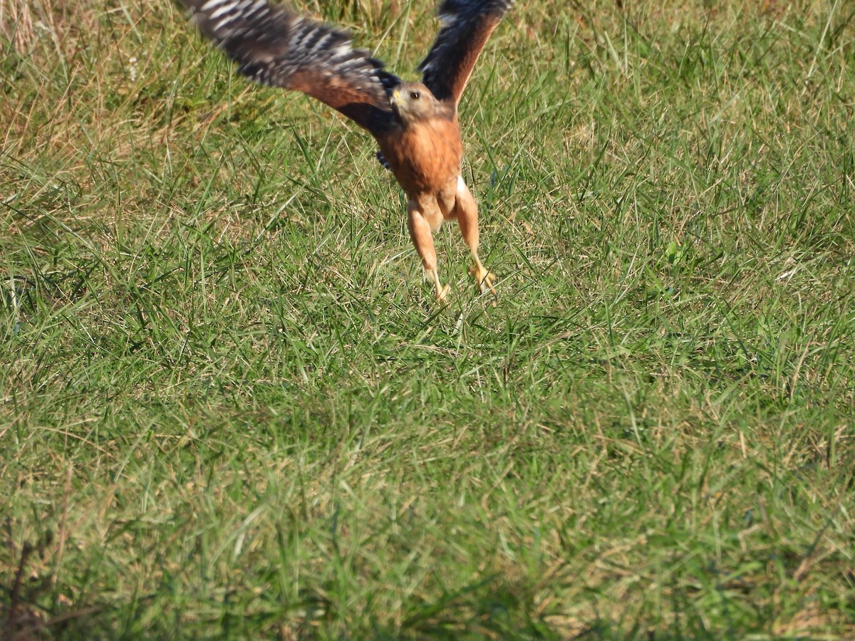 Red-shouldered Hawk - ML642919102