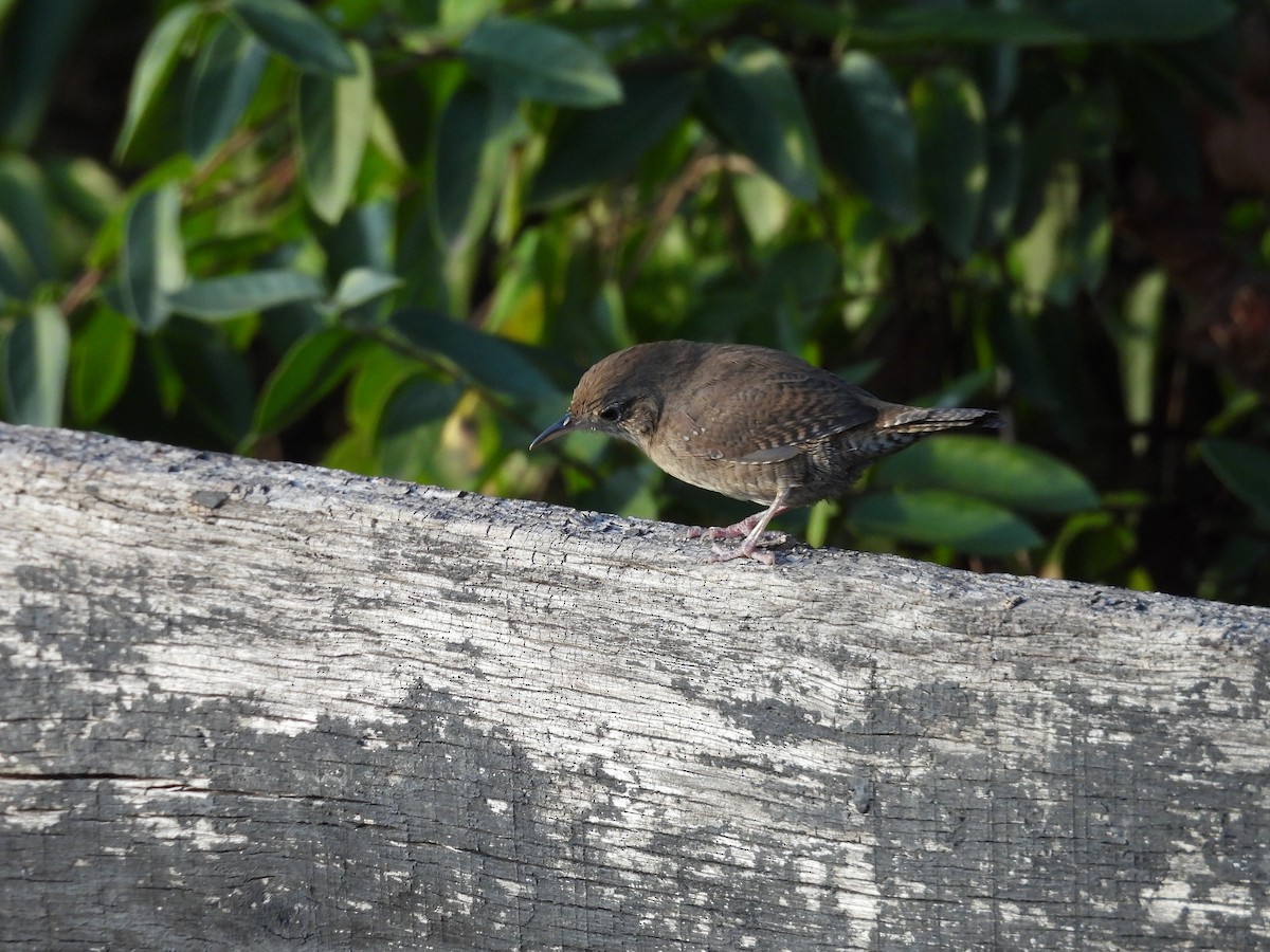 Northern House Wren - ML642919117