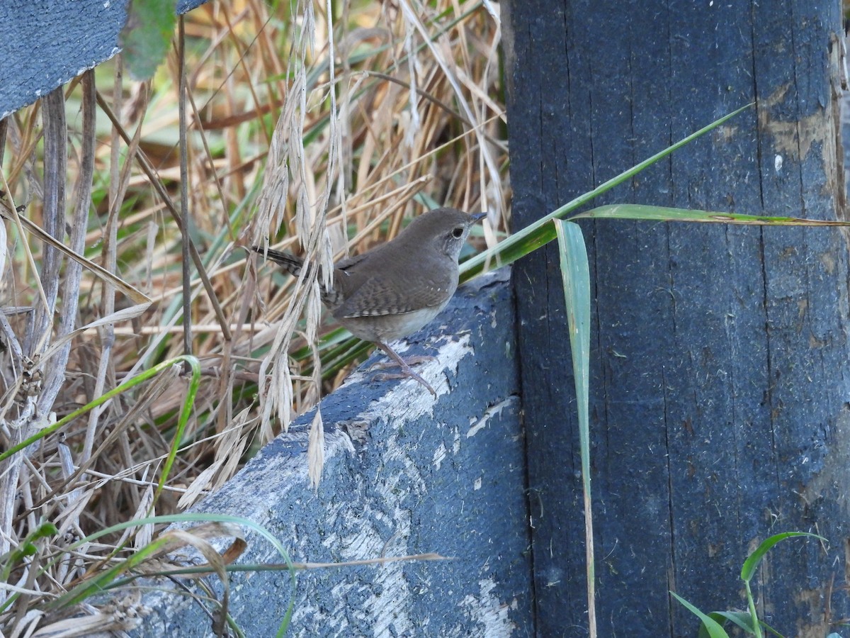 Northern House Wren - ML642919118