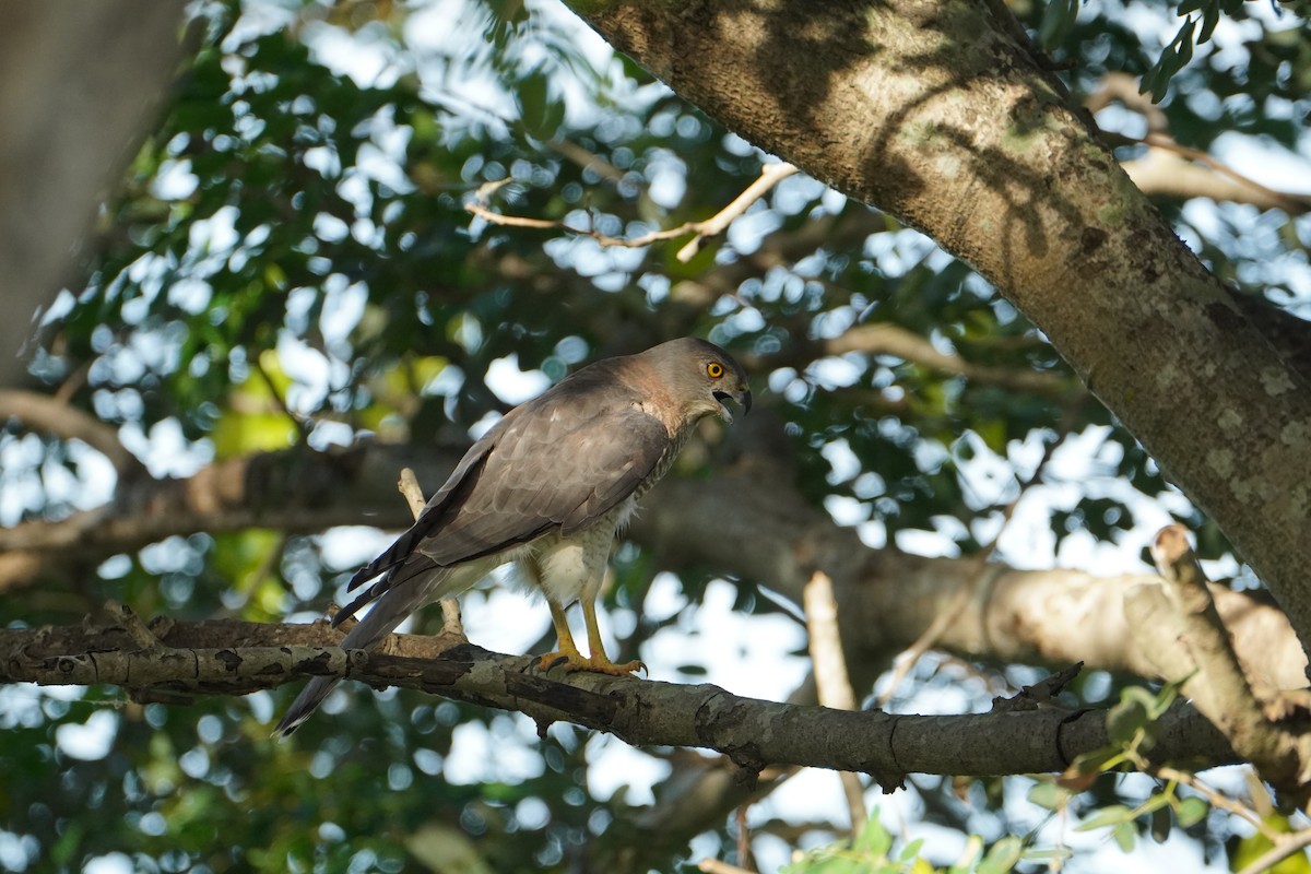 Shikra - ML642919120