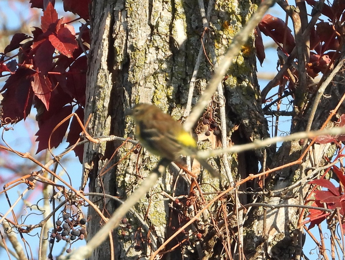 Taçlı Ötleğen - ML642919141