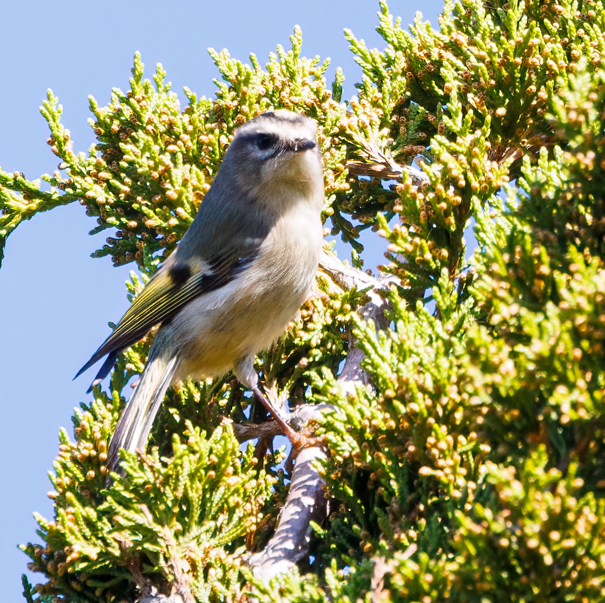 Roitelet à couronne dorée - ML642919143
