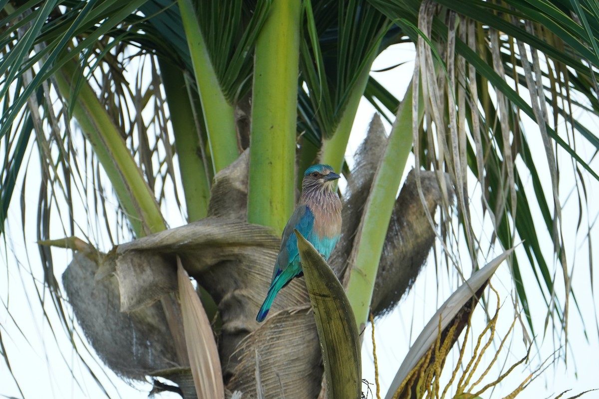 Indian Roller - ML642919154