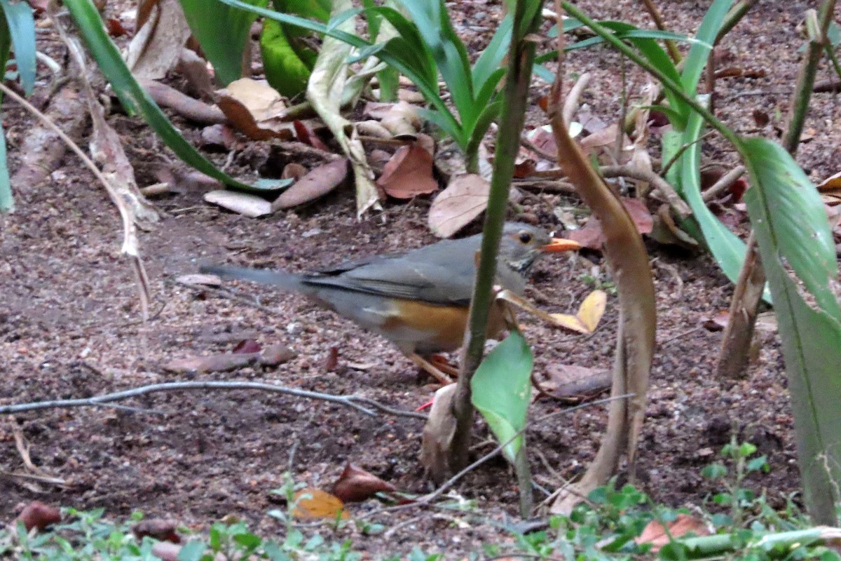 Kurrichane Thrush - ML642919161