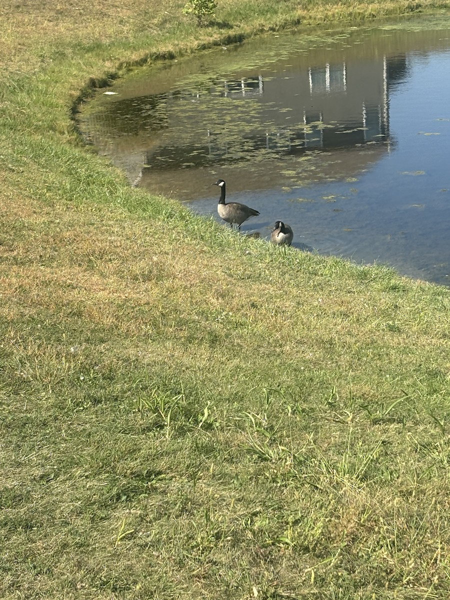 Canada Goose - ML642919162