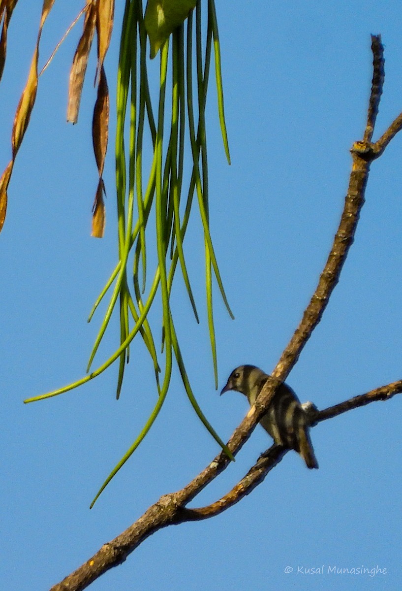 Pale-billed Flowerpecker - ML642919169