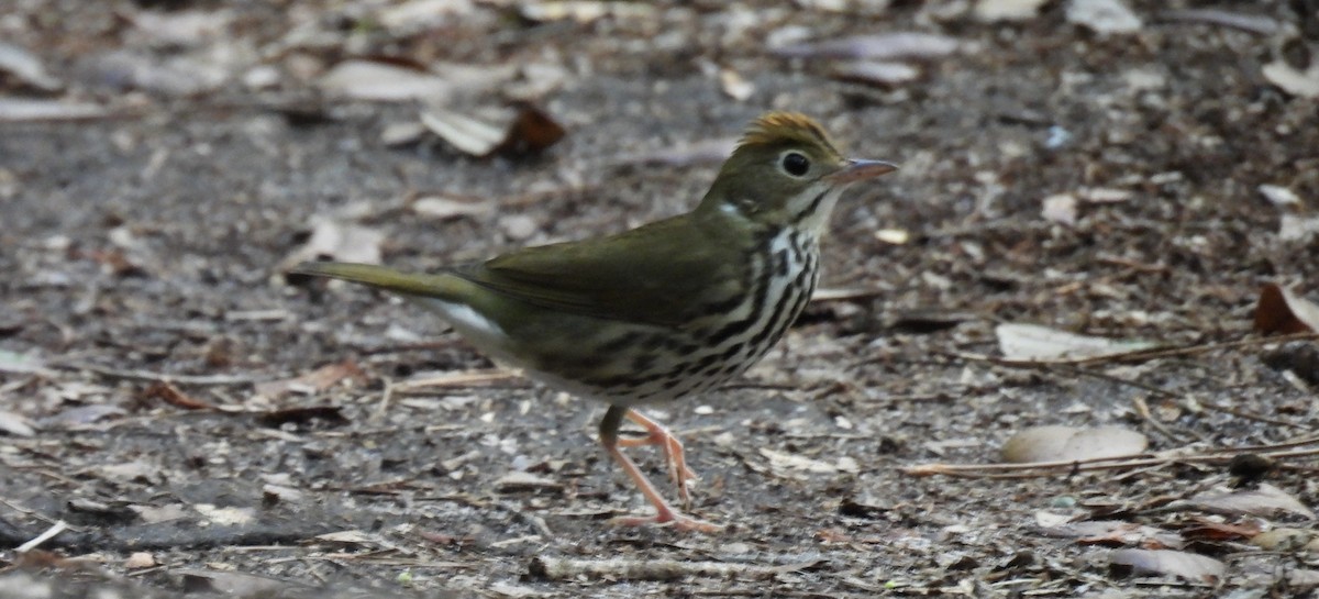 Ovenbird - ML642919190