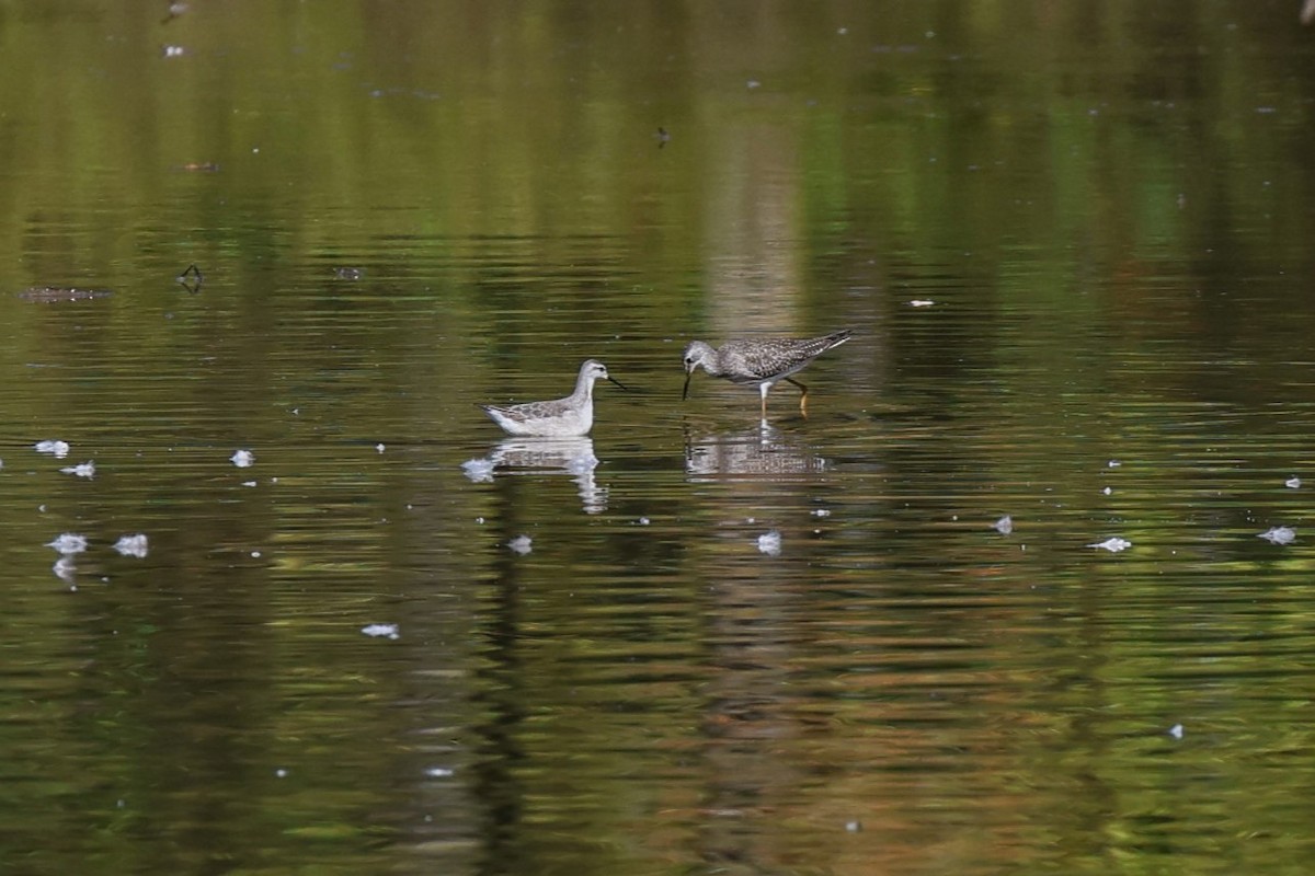 Wilson's Phalarope - ML642919192