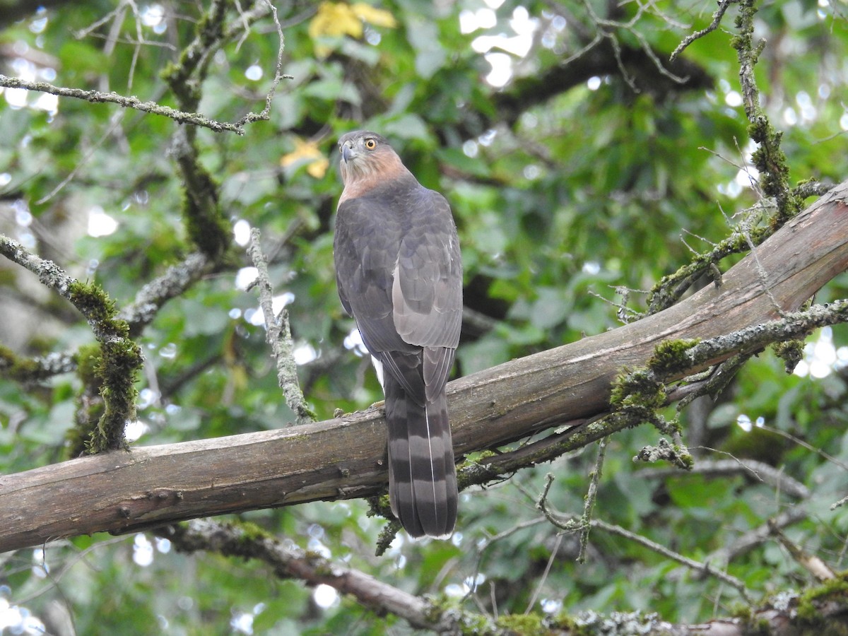 Cooper's Hawk - ML642919198