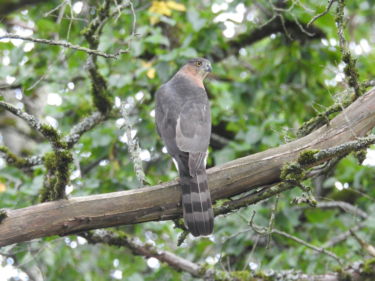 Cooper's Hawk - ML642919199