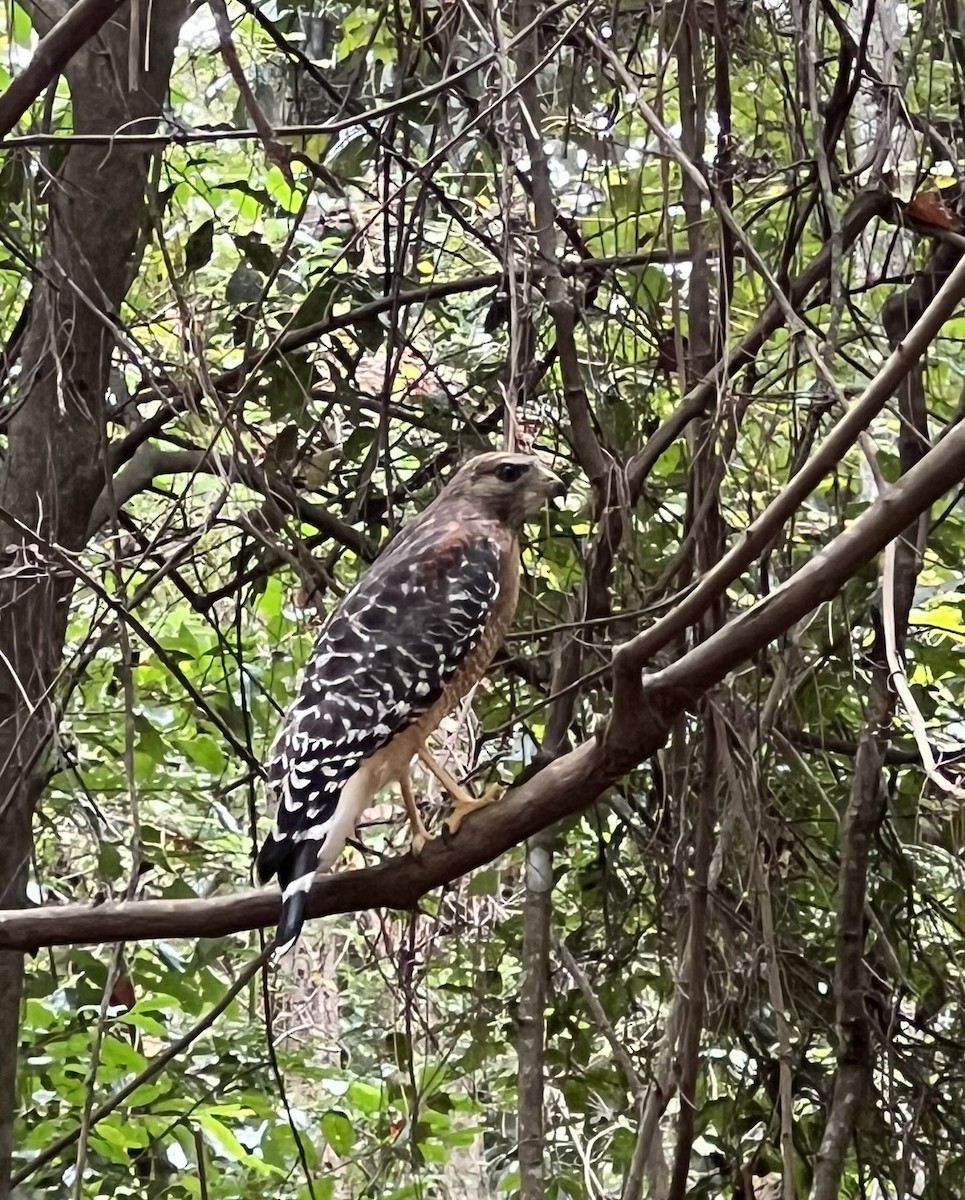 Buse à épaulettes (groupe lineatus) - ML642919202