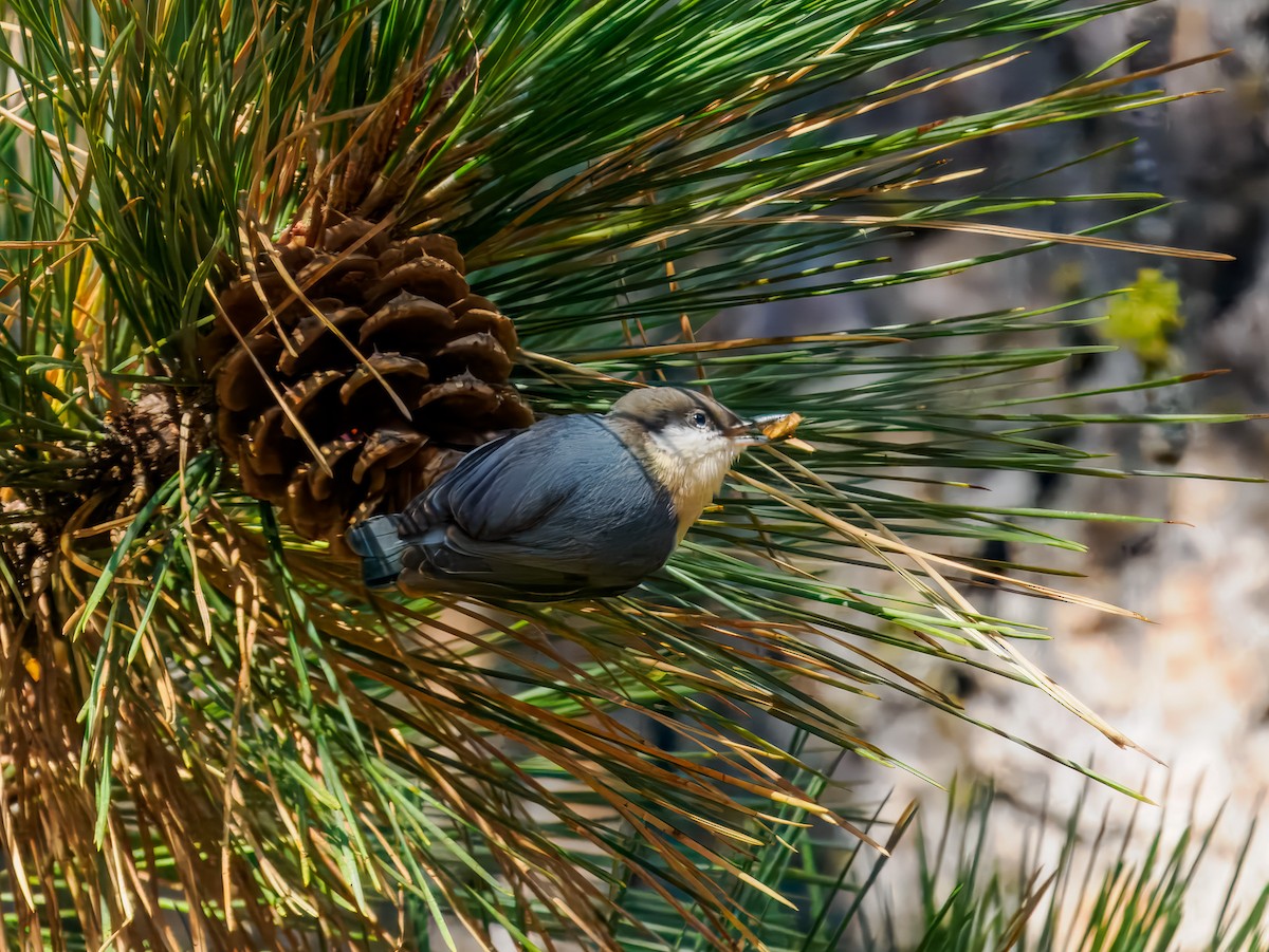 Pygmy Nuthatch - ML642919210