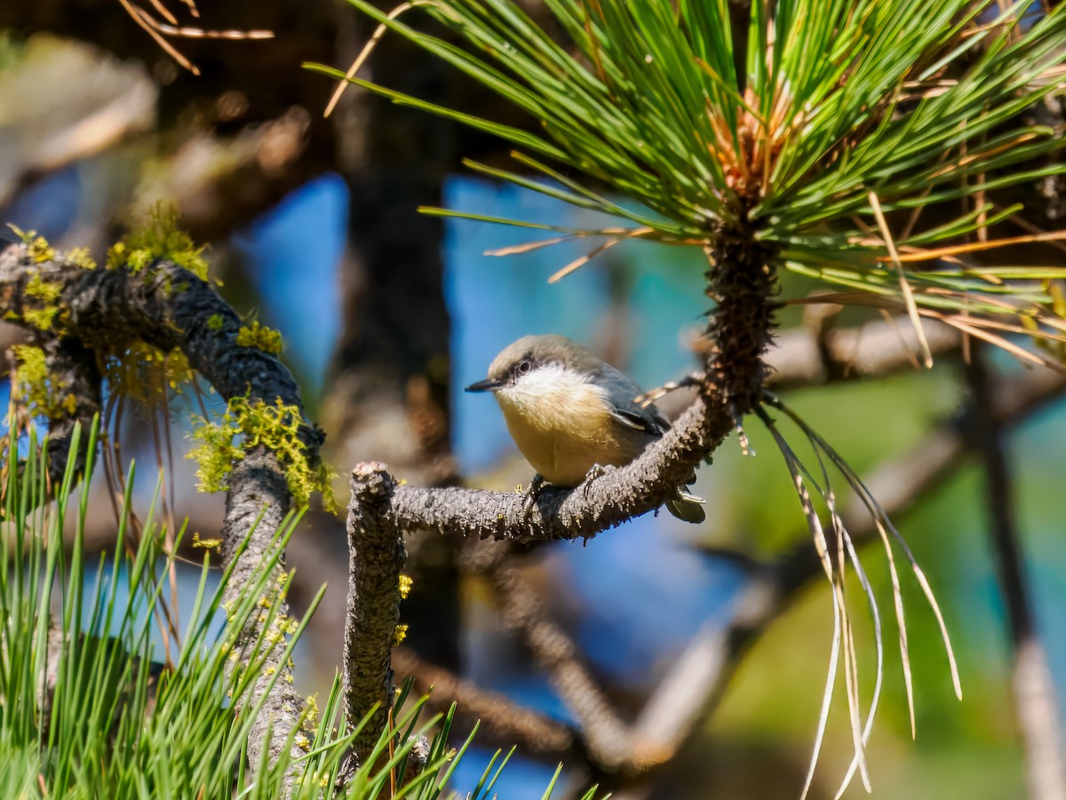 Pygmy Nuthatch - ML642919211