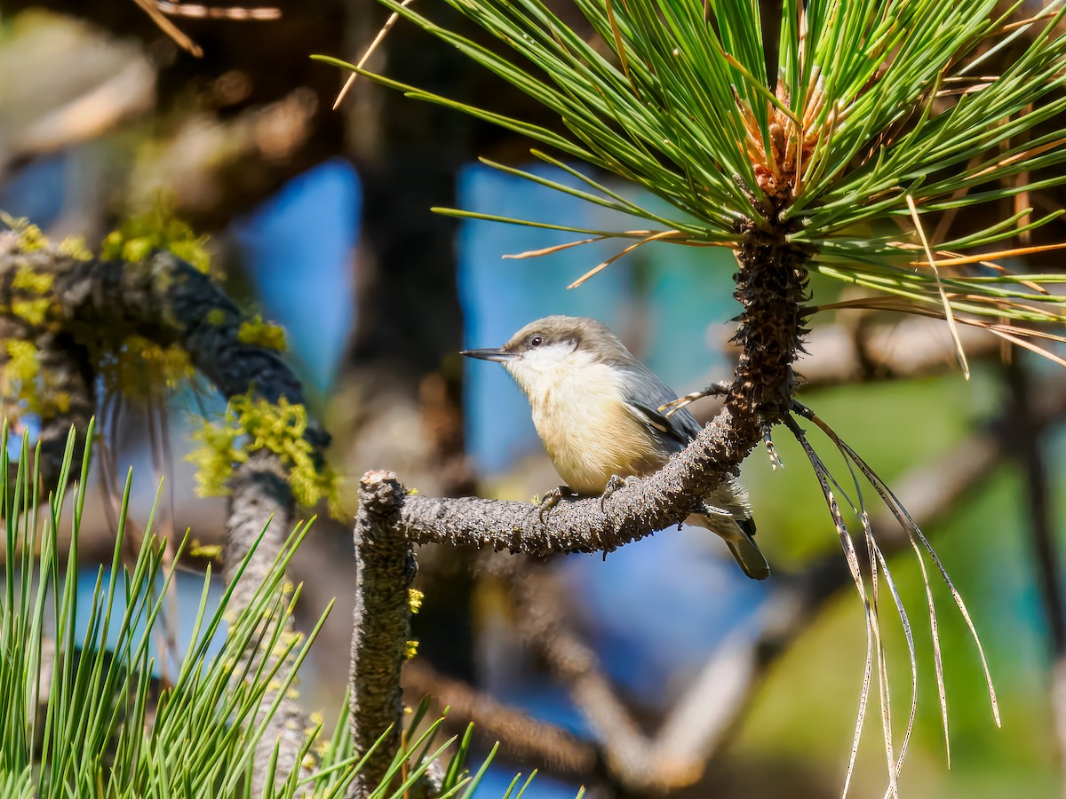 Pygmy Nuthatch - ML642919212