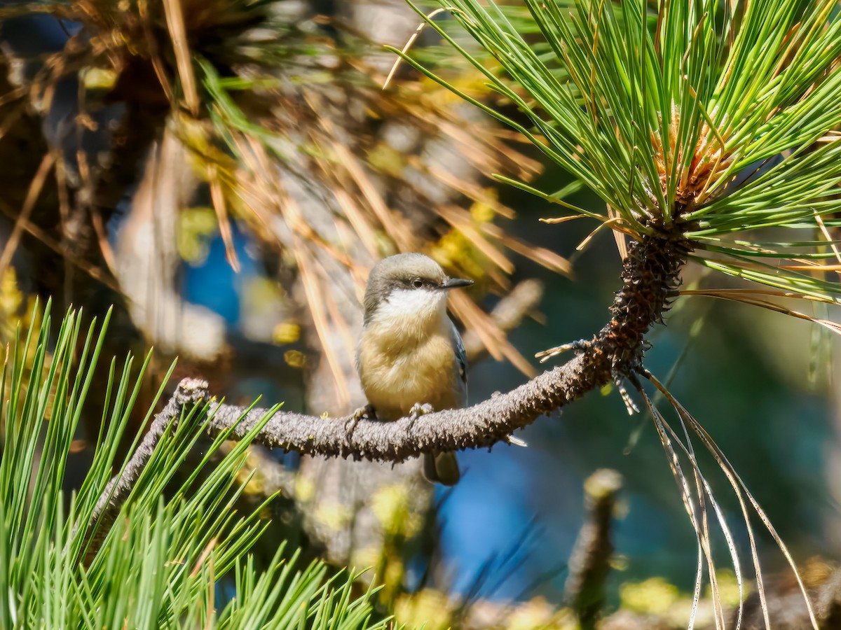 Pygmy Nuthatch - ML642919213