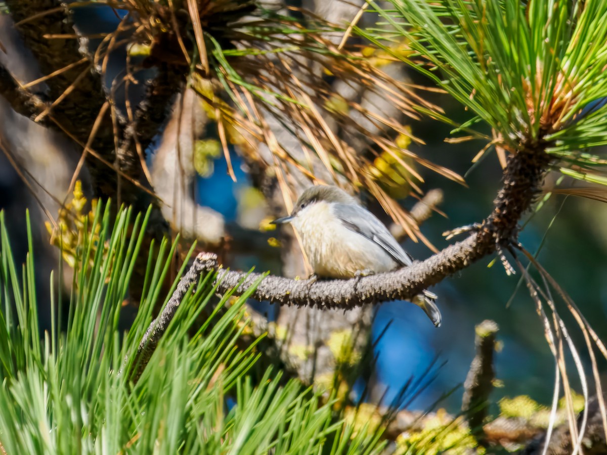 Pygmy Nuthatch - ML642919214