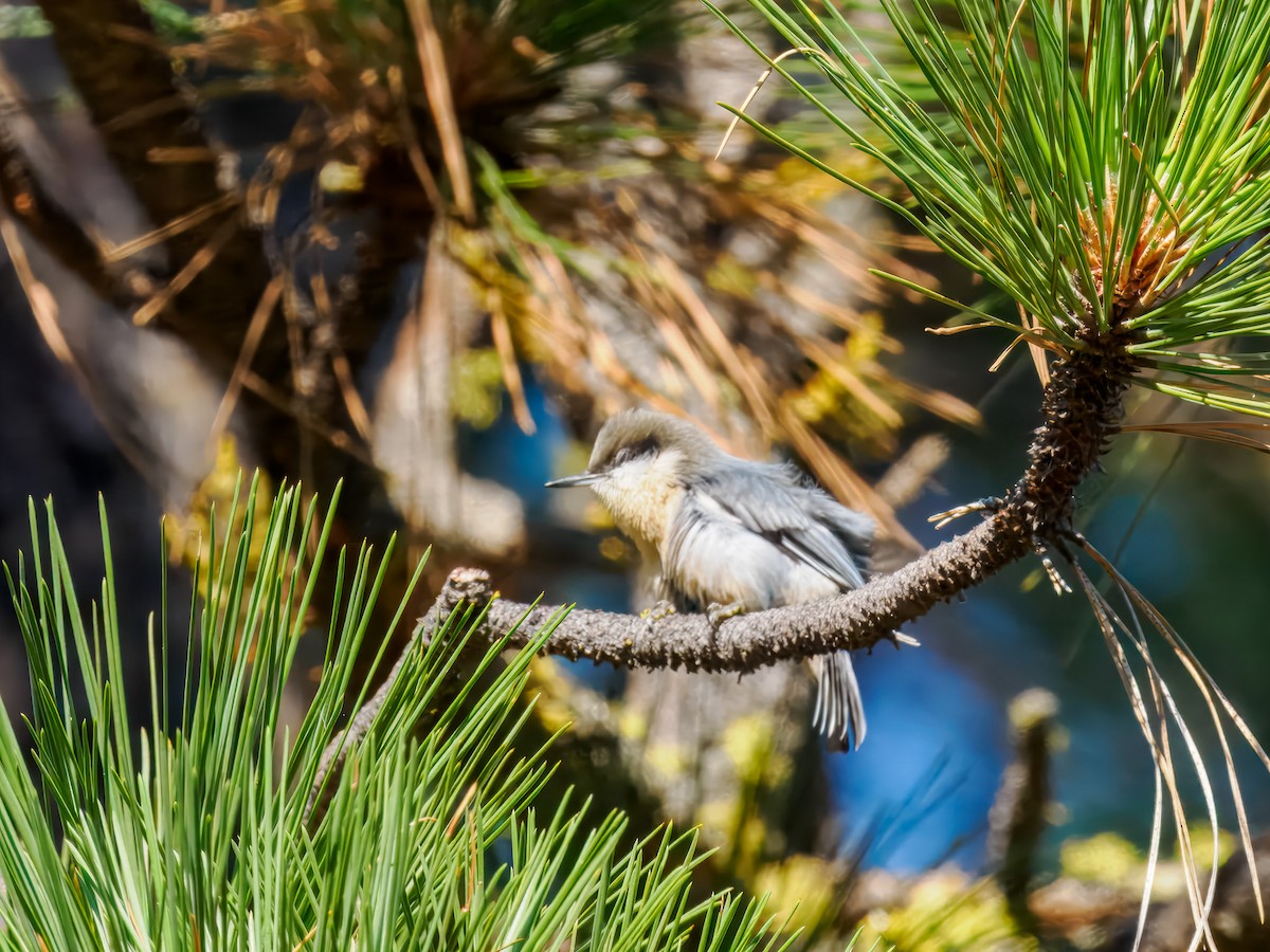 Pygmy Nuthatch - ML642919215