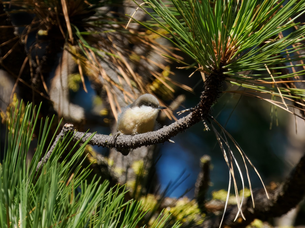 Pygmy Nuthatch - ML642919216