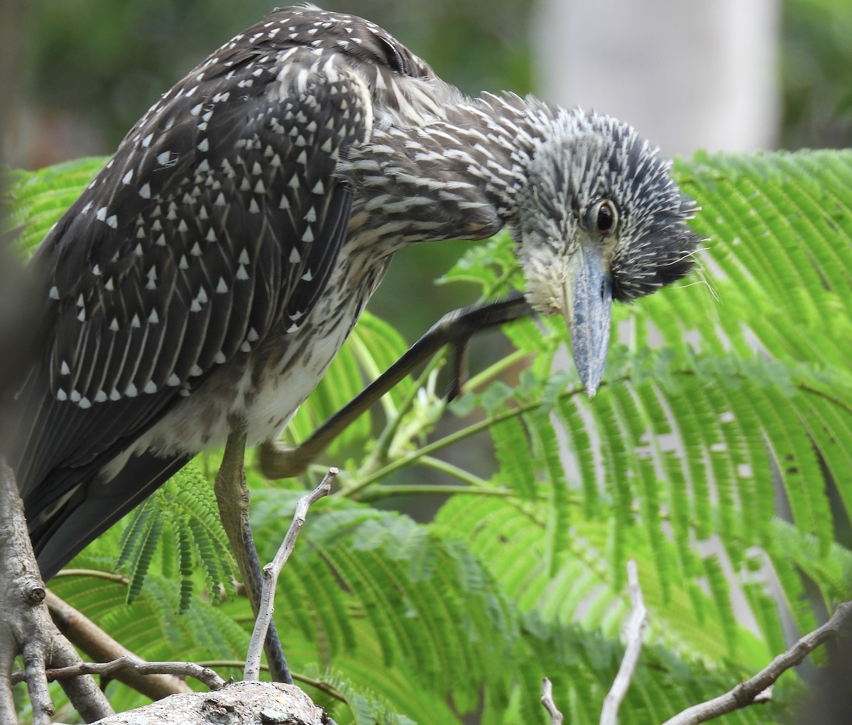 Yellow-crowned Night Heron - ML642919243