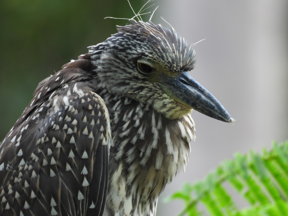Yellow-crowned Night Heron - ML642919244