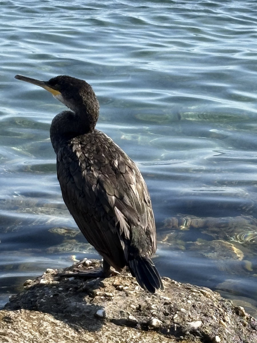 European Shag - ML642919256
